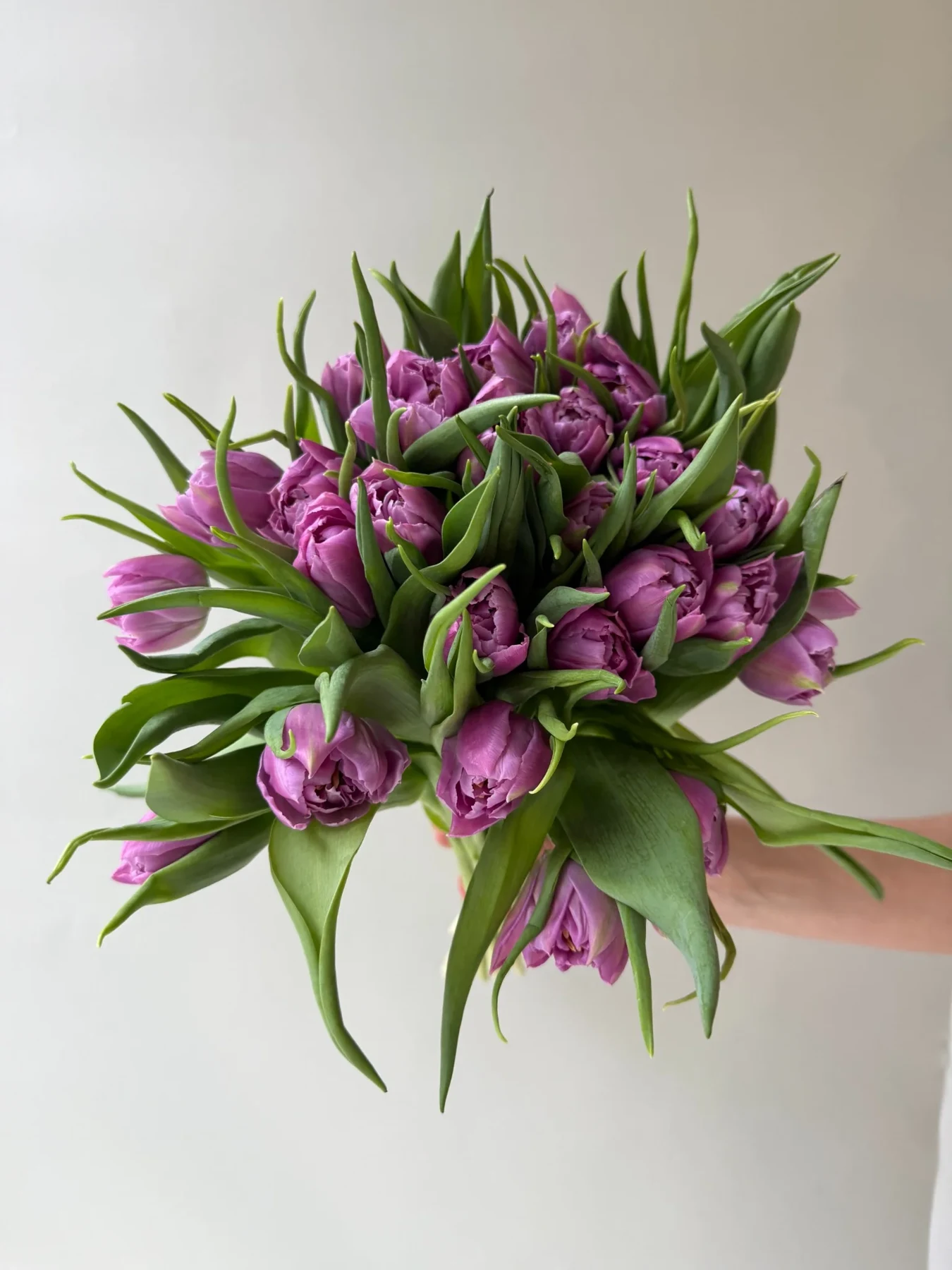 Violetinės bijūninės tulpės