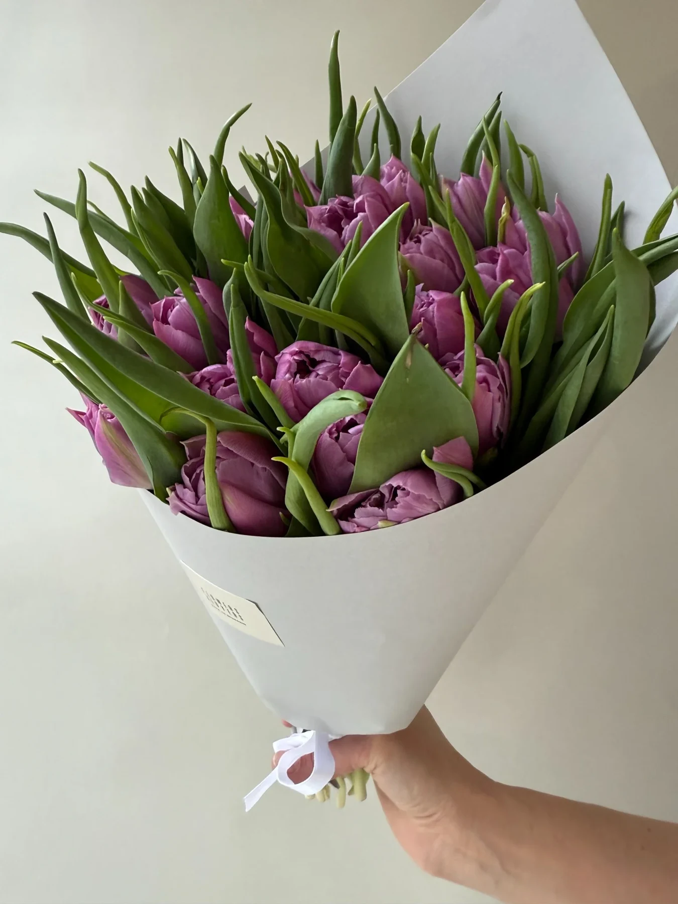 Violetinės bijūninės tulpės